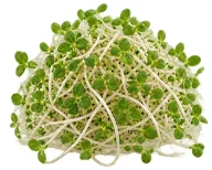CardiTolix — alfalfa en la composición