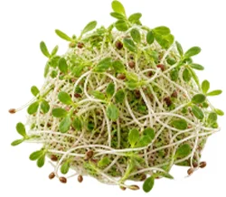 CardiTolix — alfalfa en la composición